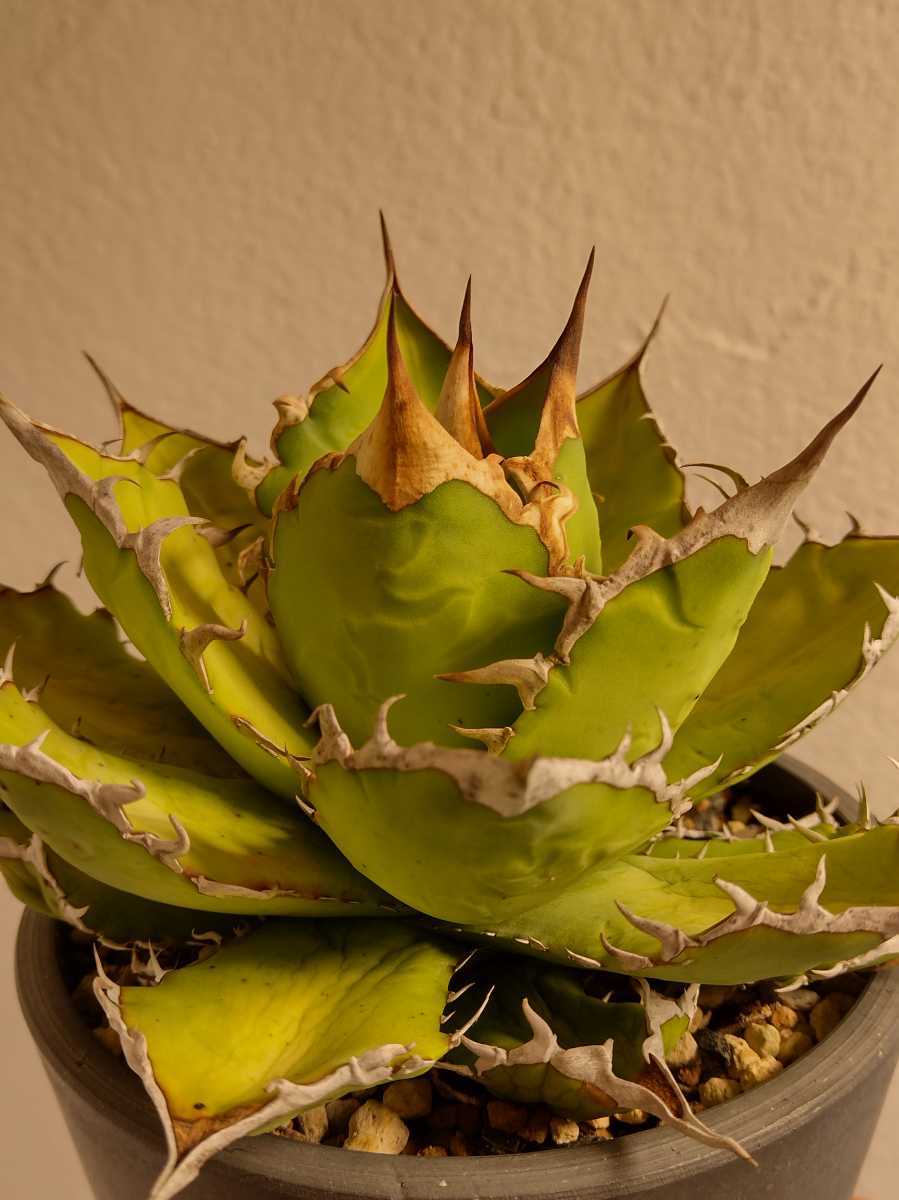 AGAVE TITANOTA FO76】アガベ チタノタ FO076 ライムグリーン 胴切り天