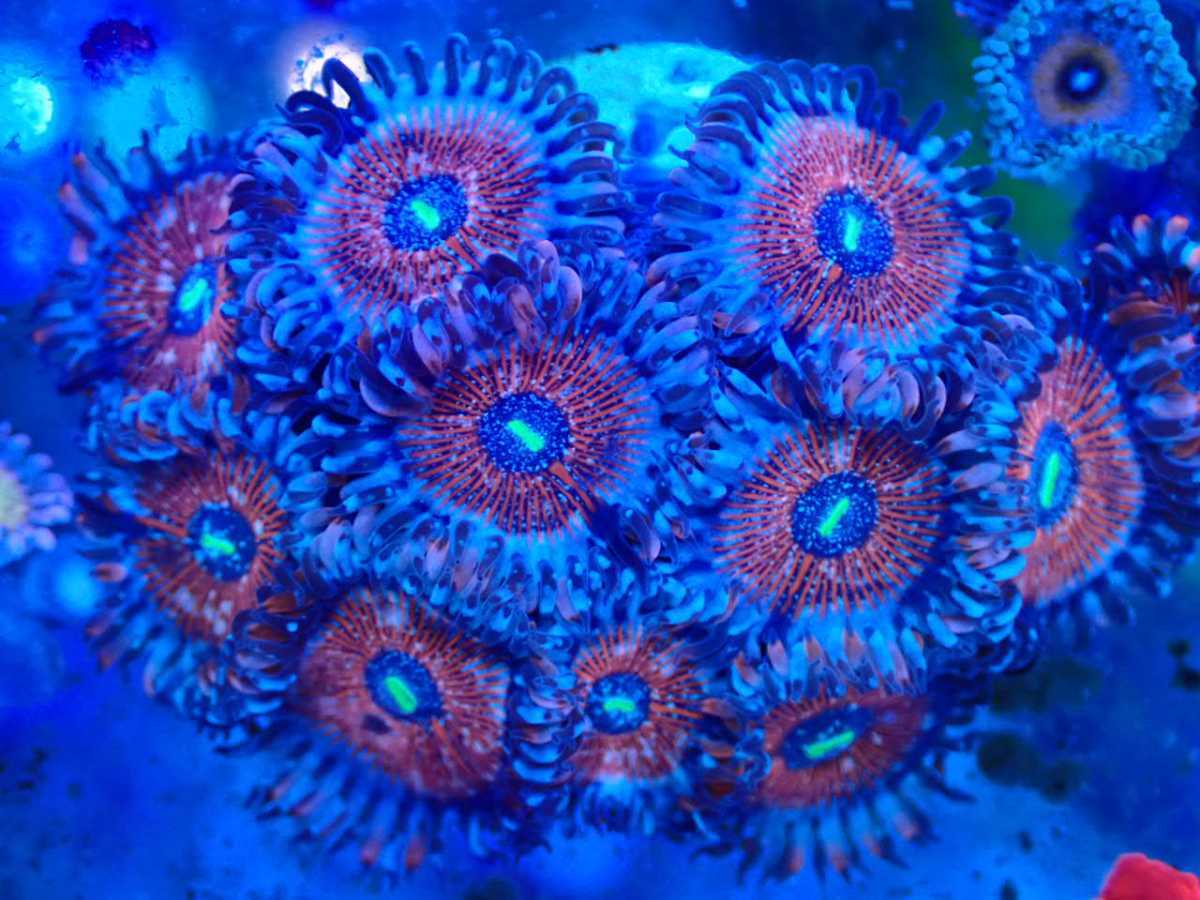 Blue Agave zoa(海水魚)｜売買されたオークション情報、yahooの商品情報をアーカイブ公開