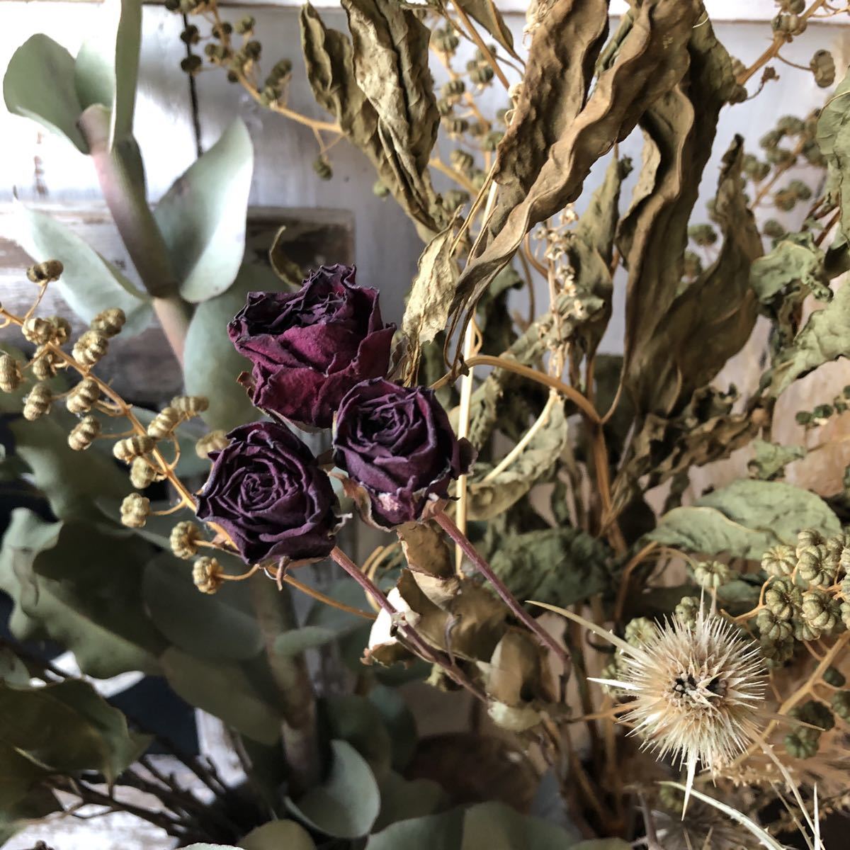 ドライフラワー花材 訳あり大量パンパスグラス ユーカリ薔薇コンパクター千日紅チーゼル帝王貝細工ヨウシュヤマゴボウ スティファ他 一般 売買されたオークション情報 Yahooの商品情報をアーカイブ公開 オークファン Aucfan Com