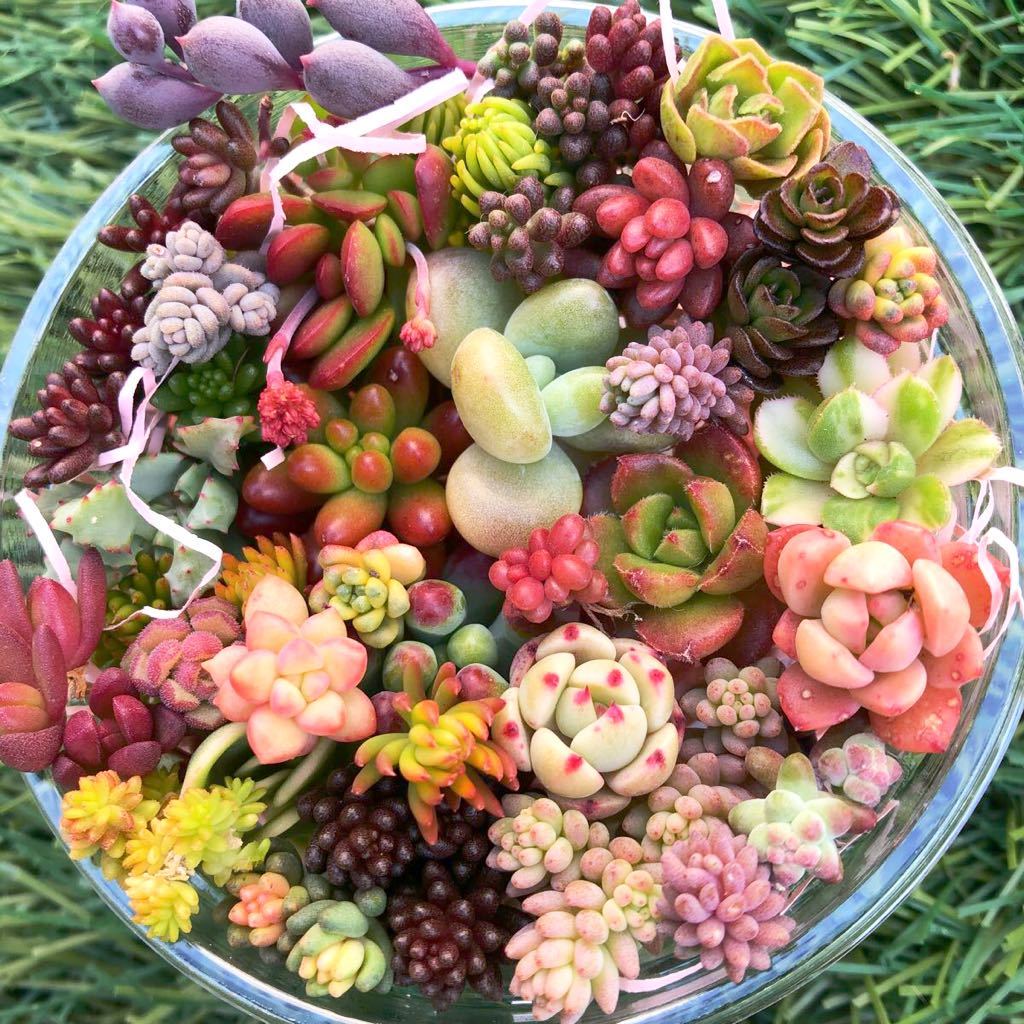 多肉植物 レア ピンクブロリー錦 輸入苗 カット苗✨美斑✨ 【公式通販】