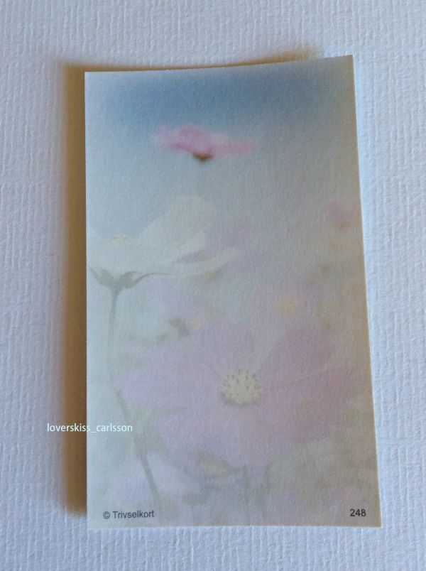 北欧雑貨スウェーデン ミニメッセージカード ギフトに添える小さなカード 9x5 5cm コスモスの花 スウェーデン語テキスト おめ とう 絵はがき ポストカード 売買されたオークション情報 Yahooの商品情報をアーカイブ公開 オークファン Aucfan Com