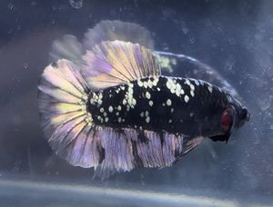 48プラチナブラックグリッセルドラゴンハーフムーンフェザー 極楽ファーム ベタ Betta New 熱帯魚 闘魚 希少 ベタ Www Gendarmerie Sn