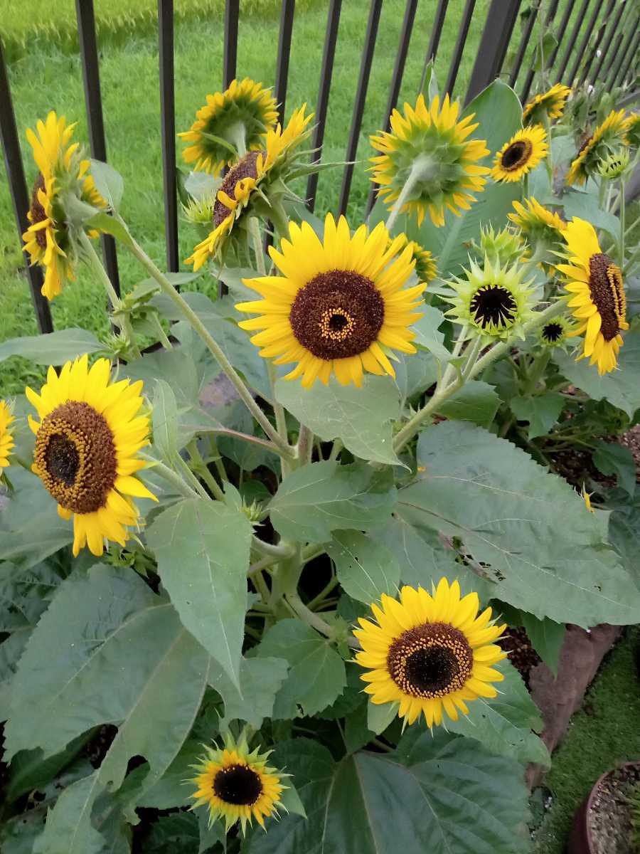 枝咲ヒマワリ ミラクルビームの種 30粒 21年採種 送料ミニレター63円 ミニひまわり 枝咲き 小さいヒマワリ ひまわり 売買されたオークション情報 Yahooの商品情報をアーカイブ公開 オークファン Aucfan Com