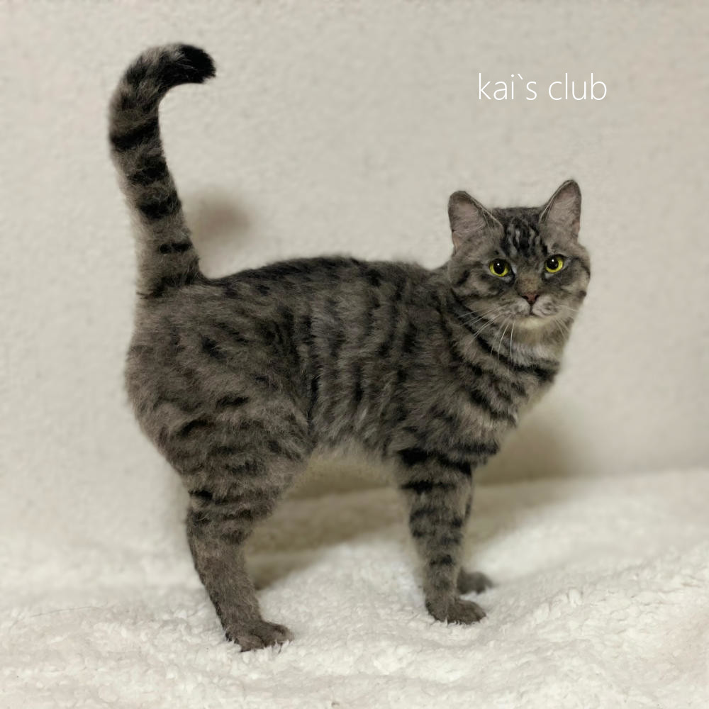 Kai*s Club ☆ 羊毛フェルト 猫 ☆ キジトラ猫 ☆ ハンドメイド