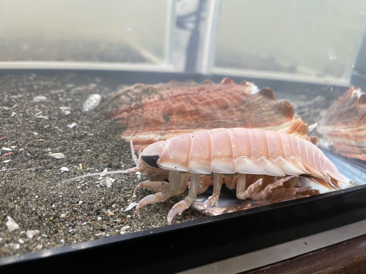 深海生物 オオグソクムシ２匹セット 春休みの観察にどうぞ 千葉県より自配送 又は手渡し 海水魚 売買されたオークション情報 Yahooの商品情報をアーカイブ公開 オークファン Aucfan Com