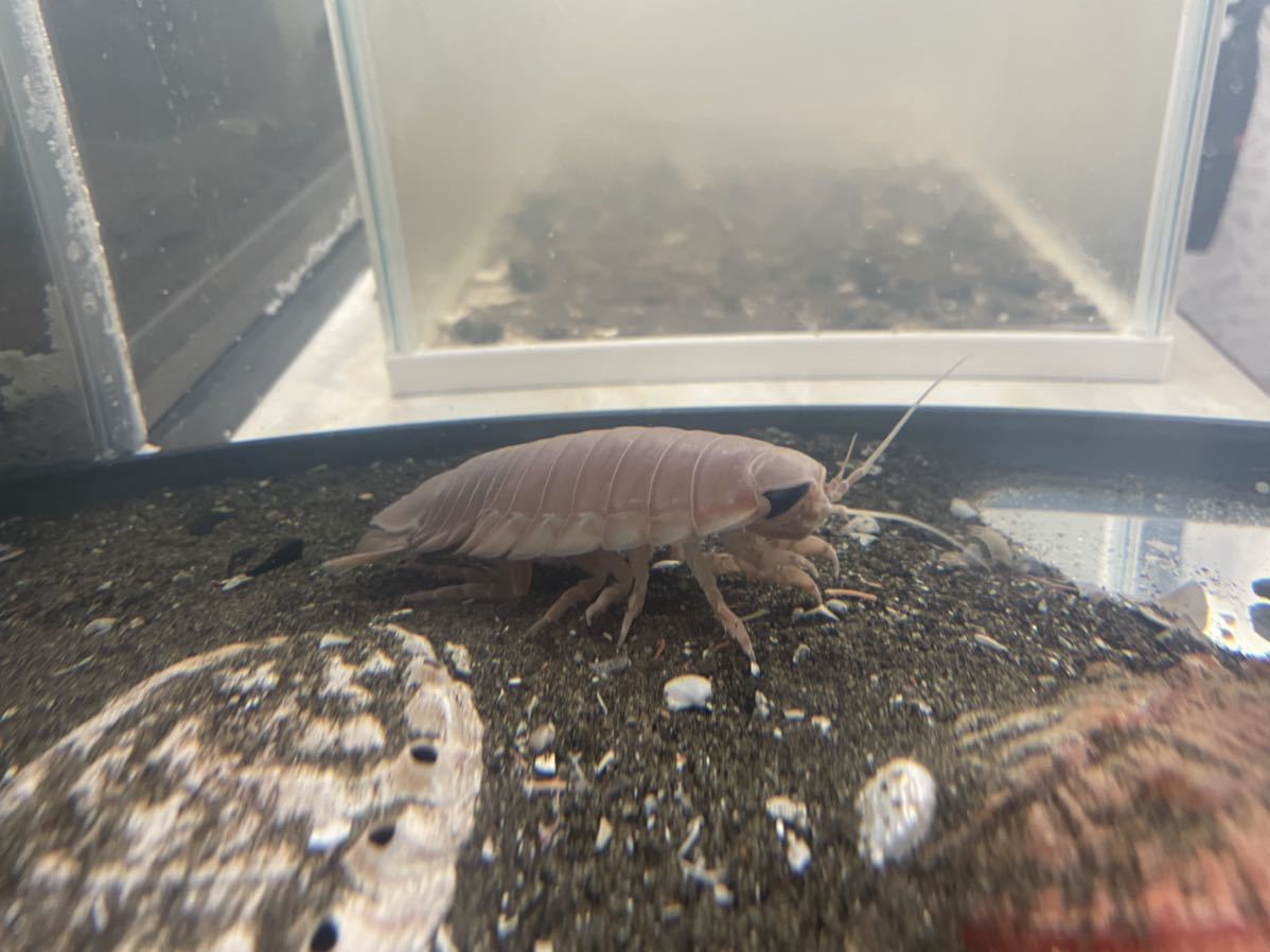 深海生物 オオグソクムシ２匹セット 春休みの観察にどうぞ 千葉県より自配送 又は手渡し 海水魚 売買されたオークション情報 Yahooの商品情報をアーカイブ公開 オークファン Aucfan Com