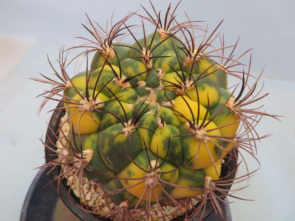 新天地錦 ギムノカリキウム | 長刺新天地錦 0 saglione｜多肉植物図鑑