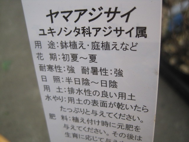 ヤマアジサイの苗木 九重の花吹雪 12cmポット 紫陽花 未開花 苗の状態 花 売買されたオークション情報 Yahooの商品情報をアーカイブ公開 オークファン Aucfan Com