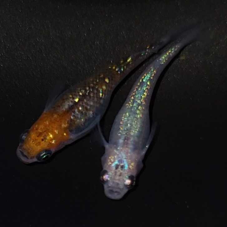 夜桜ブルー 柿色頭夜桜 有精卵 30個 A 夜桜メダカ 夜桜ブルー めだか メダカ サファイアメダカ めだか 売買されたオークション情報 Yahooの商品情報をアーカイブ公開 オークファン Aucfan Com