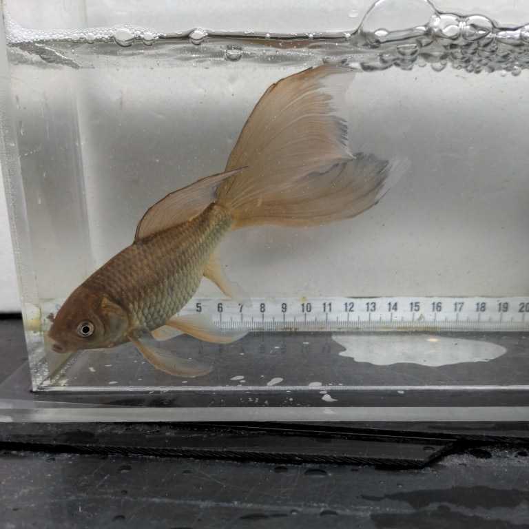 金曜日発送 1日 宮城鉄魚飼育研究会 錆鉄魚 羽衣 17センチ 金魚 売買されたオークション情報 Yahooの商品情報をアーカイブ公開 オークファン Aucfan Com