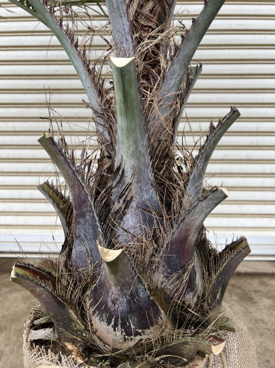 ココスヤシ 形状良 幹太 重量大 シルバーリーフ ヤシの木 ヤシ 庭木 植木 庭 シンボルツリー ロックガーデン Www Indianobserver Com