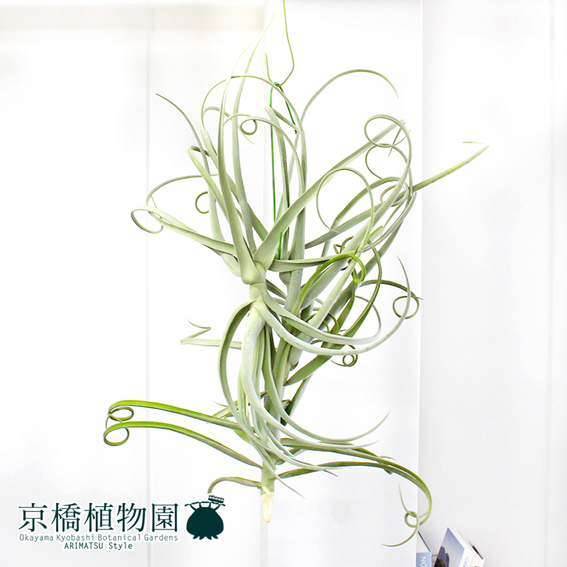 現品】チランジア・ドラティー 大（2）Tillandsia duratii(観葉植物  