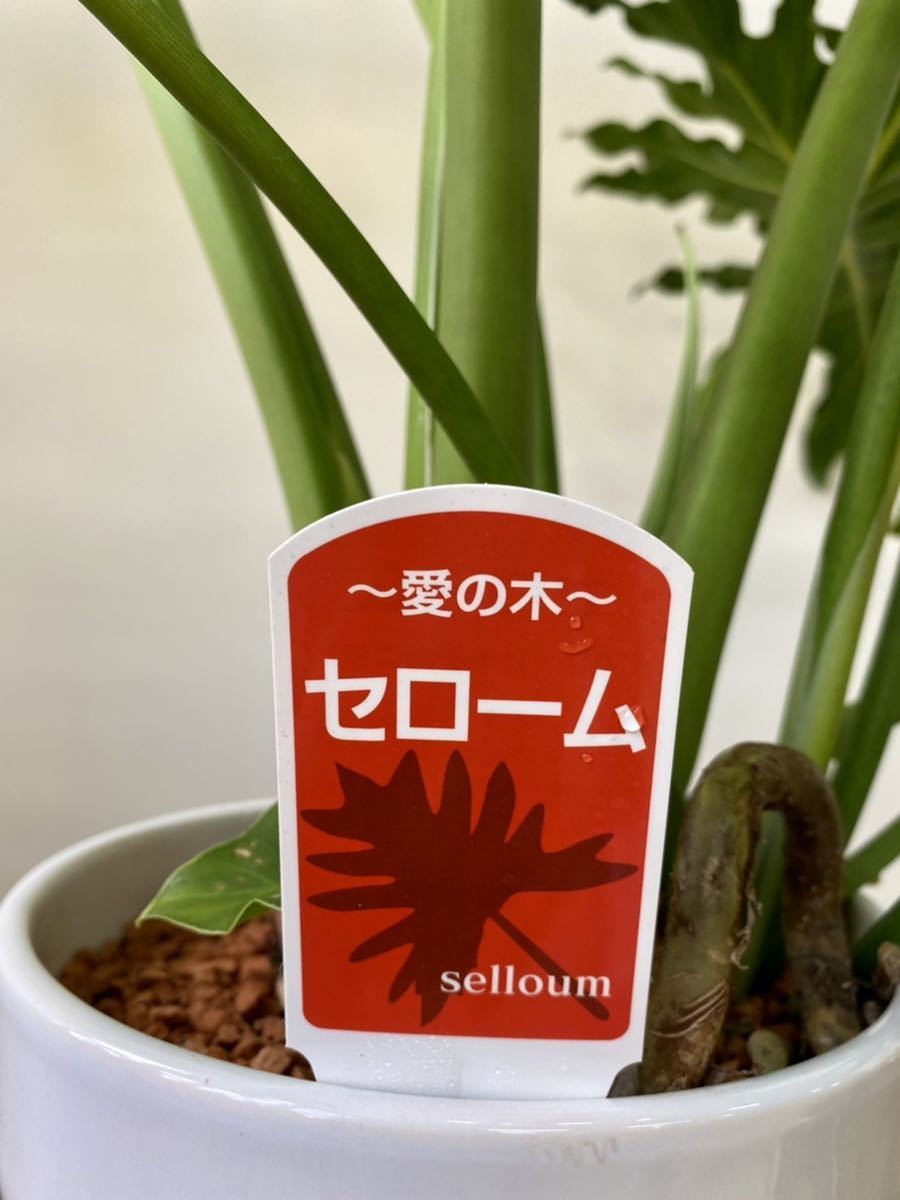 セローム 高さ約100㎝ 陶器鉢 7寸 観葉植物