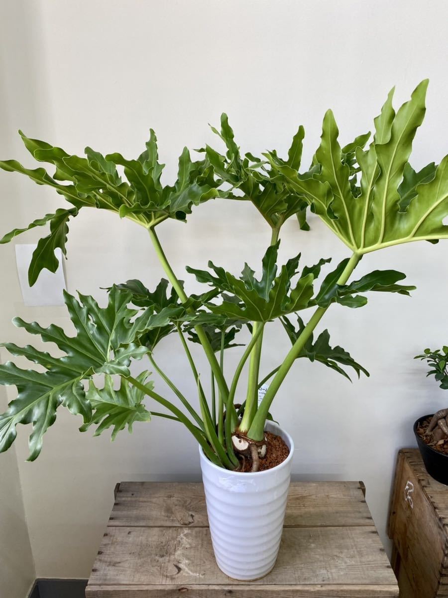 セローム 高さ約100㎝ 陶器鉢 7寸 観葉植物