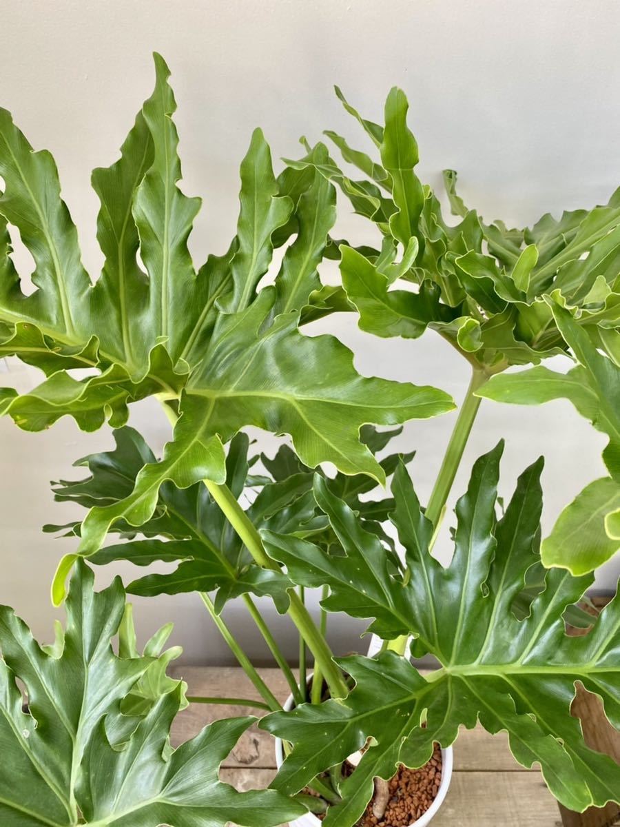 セローム 高さ約100㎝ 陶器鉢 7寸 観葉植物