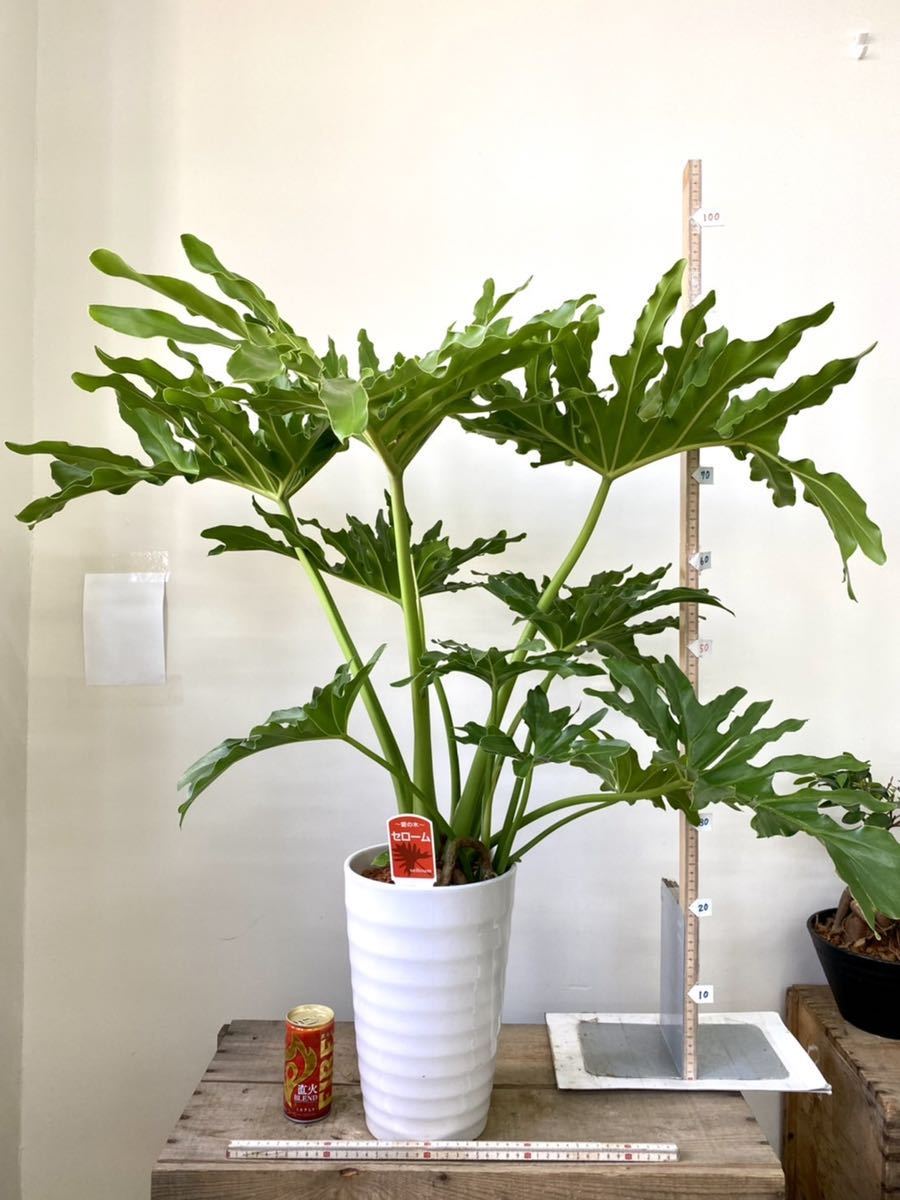 SALE☆フィロデンドロン・セローム 大きな葉 全長約110cm ぬき苗 一点