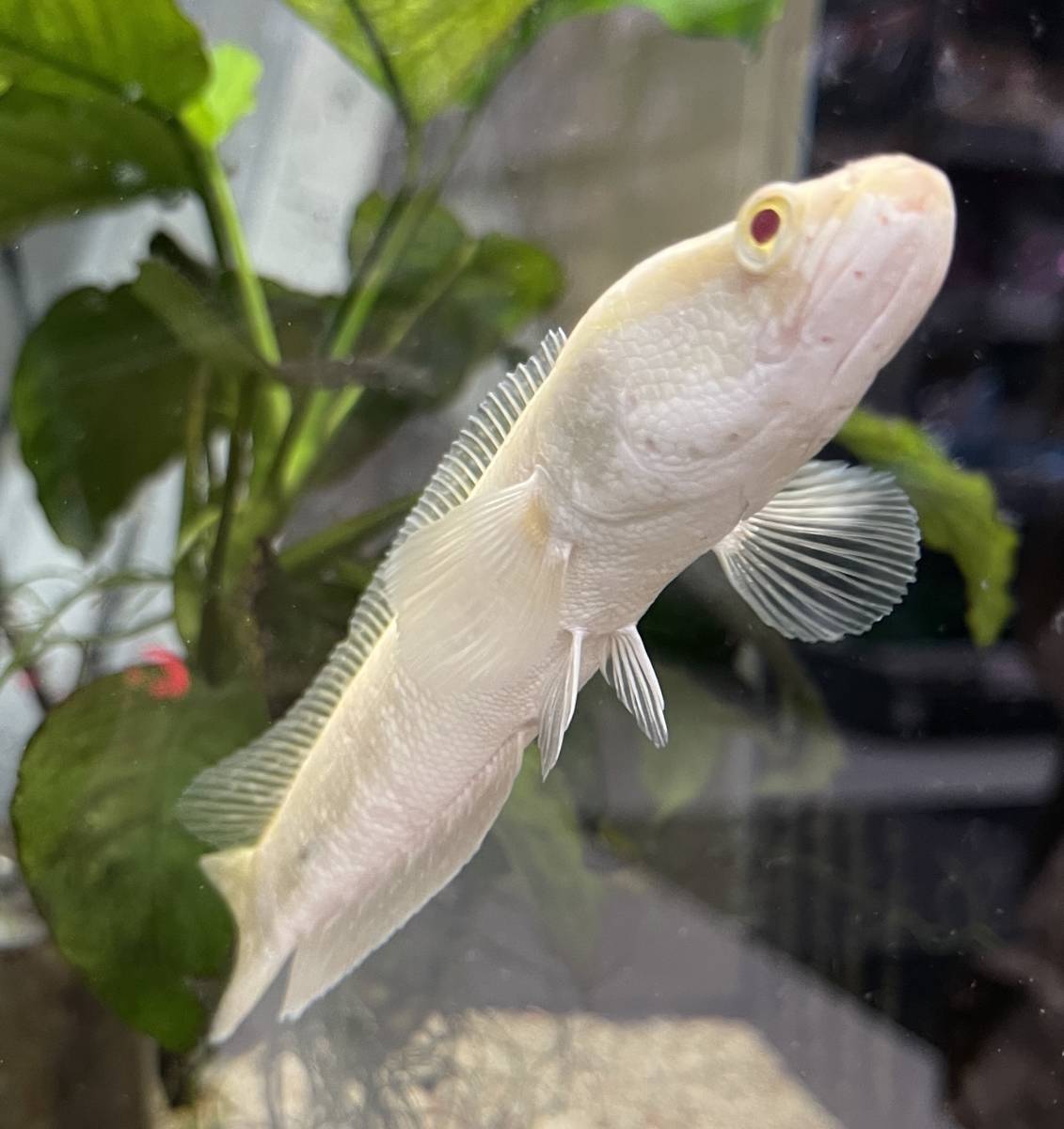 綺麗 アルビノ雷魚 アルビノカムルチー 生体 肉食魚 動物食 スネークヘッド 淡水魚 鑑賞魚 淡水魚 売買されたオークション情報 Yahooの商品情報をアーカイブ公開 オークファン Aucfan Com