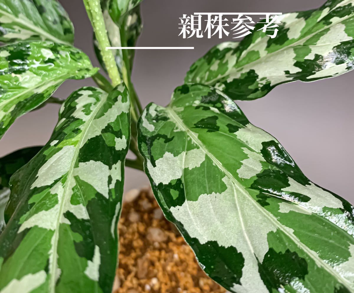 アチェ_アグラオネマピクタム【Aglaonema pictum Aceh Sumatra island】 Ⅱ