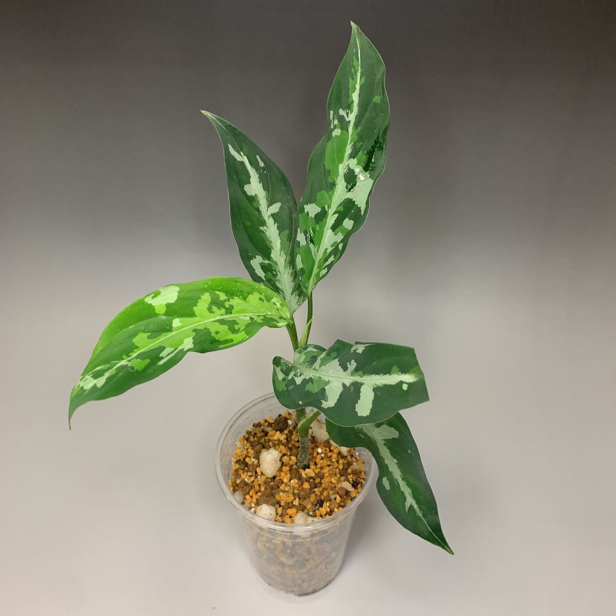 アチェ_アグラオネマピクタム【Aglaonema pictum Aceh Sumatra island】 Ⅱ