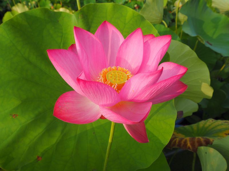 花蓮の苗 西湖紅蓮 さいここうれん の苗 蓮根 レンコン 蓮 ハス ビオトープ メダカ 花はす 苗 売買されたオークション情報 Yahooの商品情報をアーカイブ公開 オークファン Aucfan Com