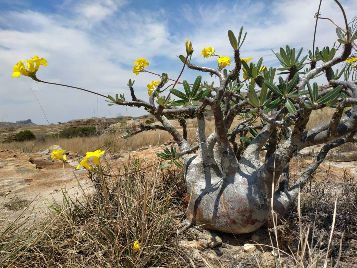 【送料無料】種子 20粒 パキポディウム グラキリス Pachypodium Rosulatum subsp.Gracilius