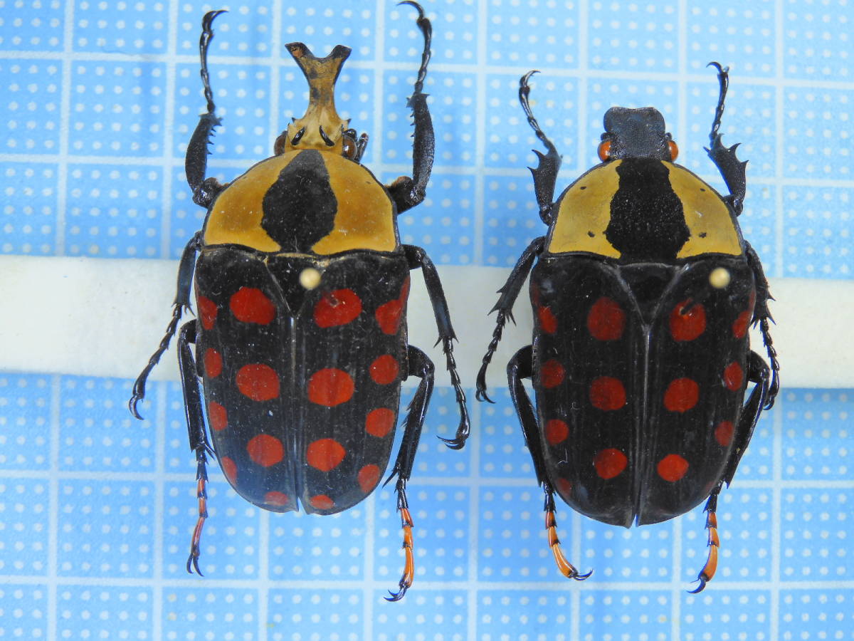 南コンゴ産 ポギーオオツノカナブン ペア 82mm 62mm 【公式通販】