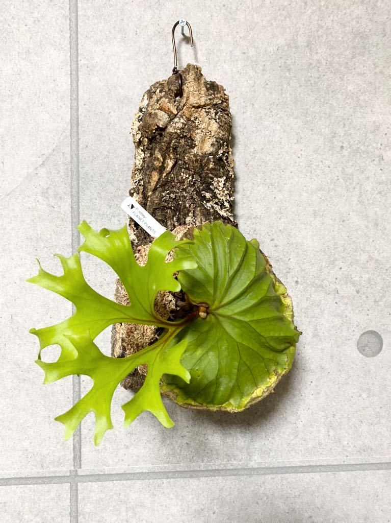安い，お得 P.ridleyi リドレイ リドレー コルク付け PLANET ビカクシダ(ビカクシダ、コウモリラン)｜売買されたオークション情報、yahooの商品情報をアーカイブ公開 - オークファン ビカクシダ、コウモリラン