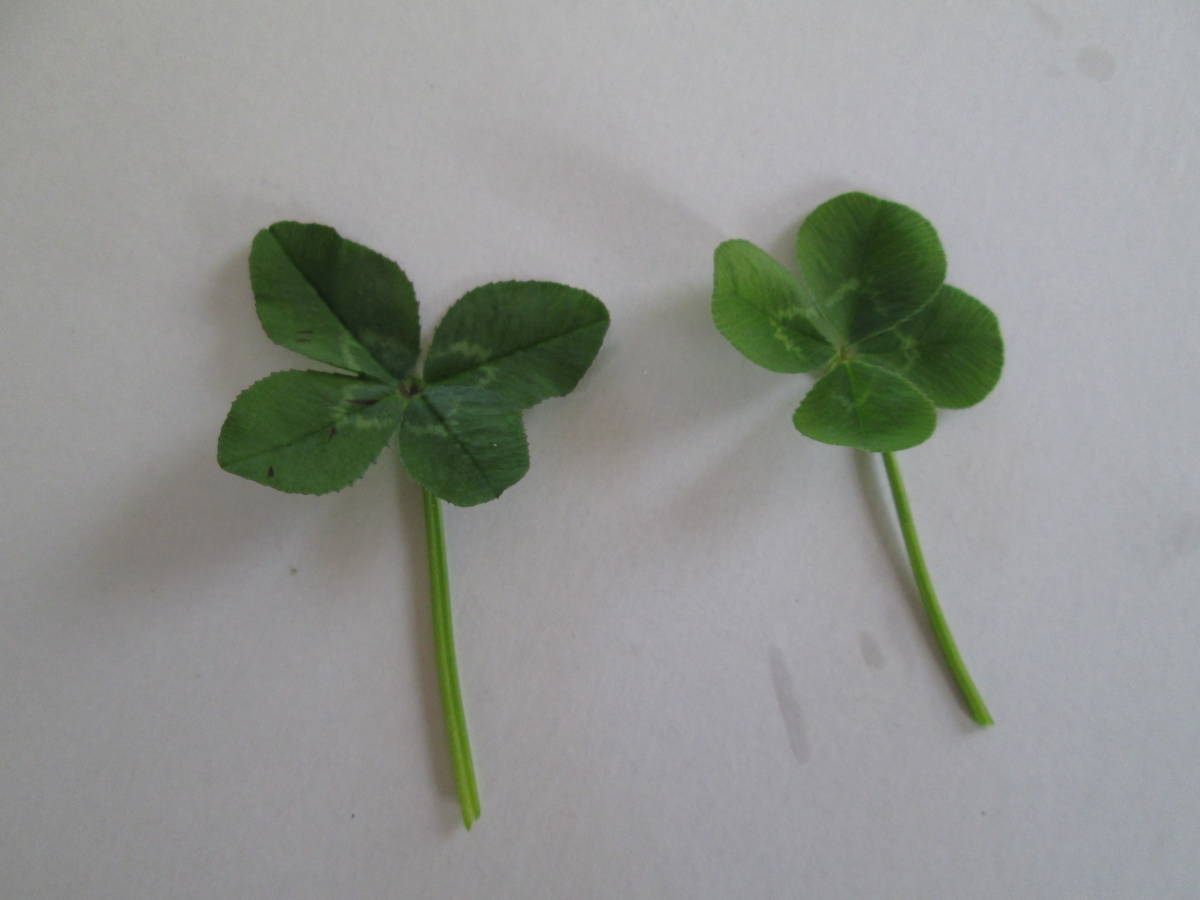 ハッピーリーフ クローバー ハートの葉っぱ 幸運 金運 はますみれ 誕生日 お祝い 食卓の演出 四つ葉 五つ葉 クローバー 食品 飲料 売買されたオークション情報 Yahooの商品情報をアーカイブ公開 オークファン Aucfan Com