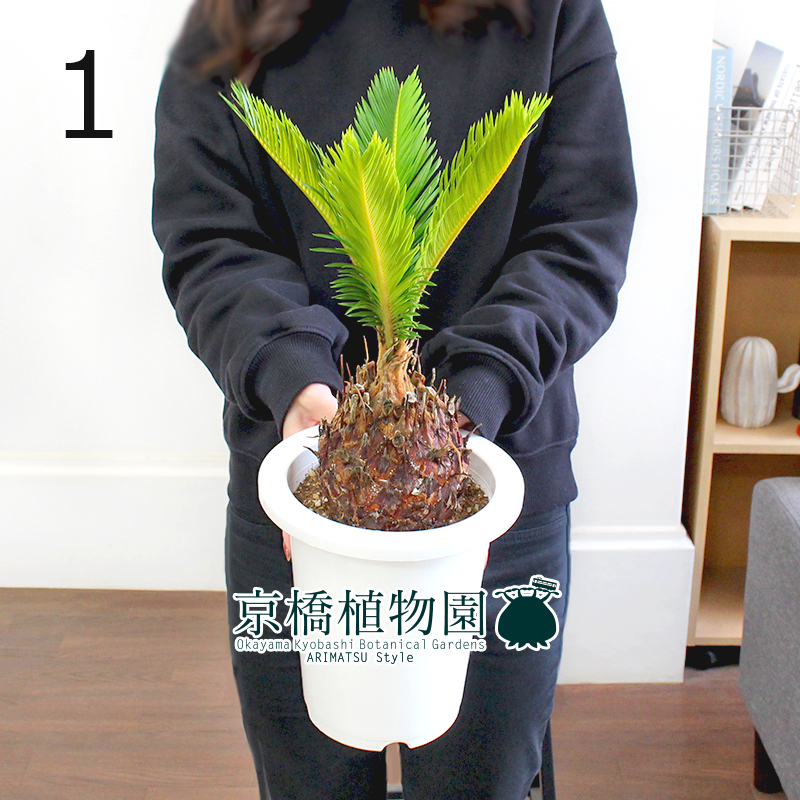2026，低価 現品 蘇鉄 ソテツ 6号 白鉢 1 Cycas revoluta(観葉植物)｜売買されたオークション情報、yahooの商品情報をアーカイブ公開 - オークファン その他