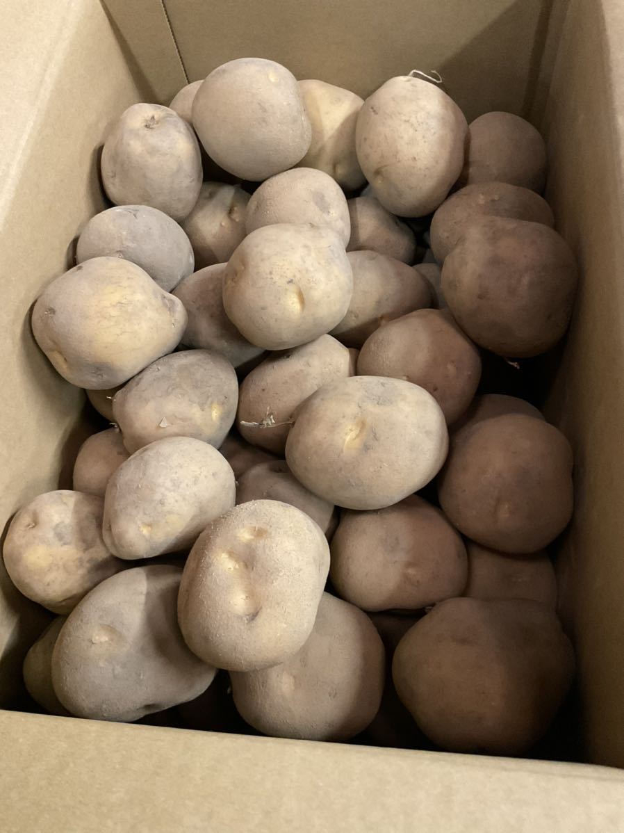 じゃがいも　品種　とうや　2Lサイズ_2