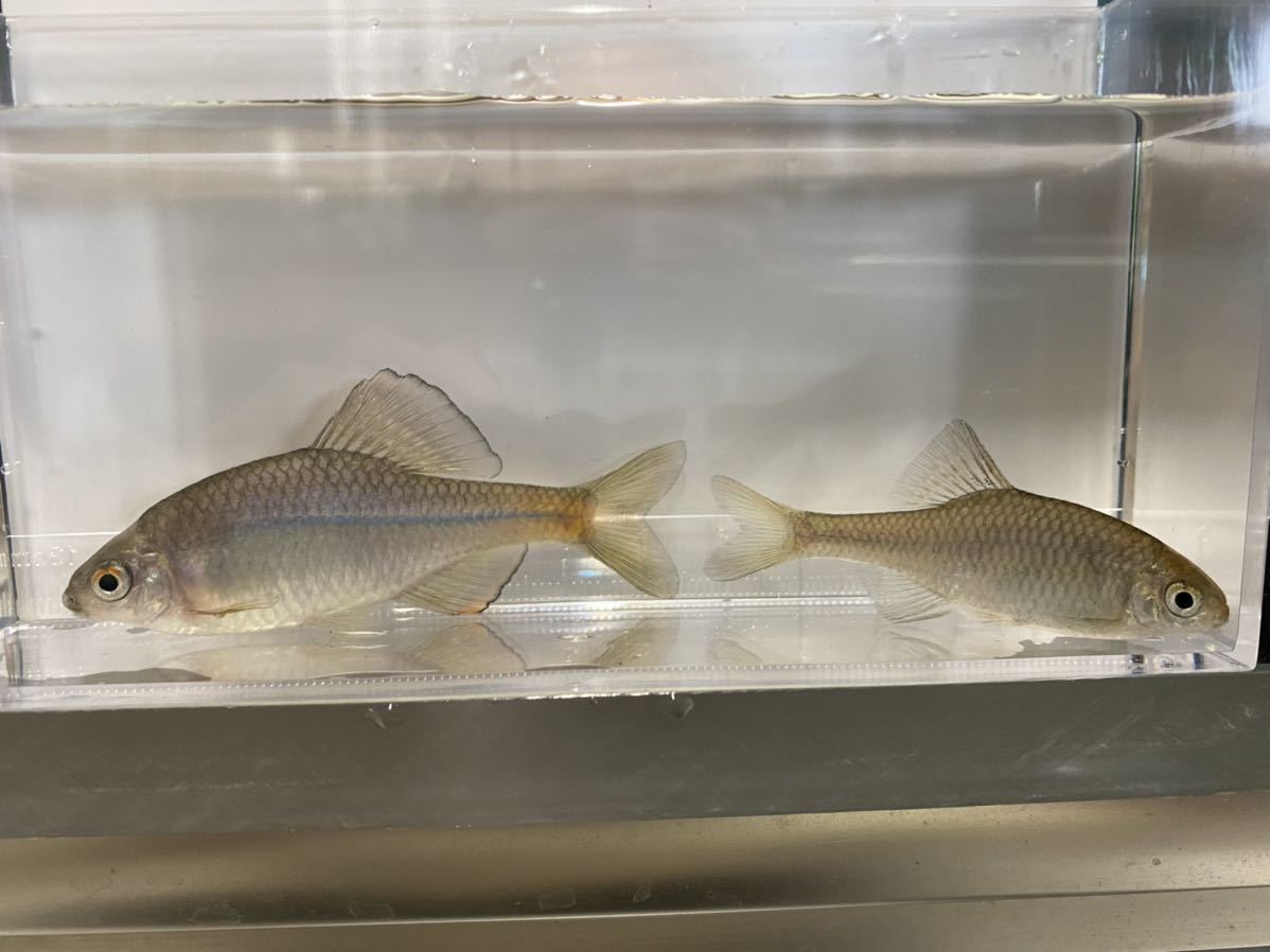 中国産 通称 オレンジモンジ タナゴ たなご オス７センチ前後 メス６センチ前後 １ペア 一昨年生まれ ブリード個体 その他 売買されたオークション情報 Yahooの商品情報をアーカイブ公開 オークファン Aucfan Com