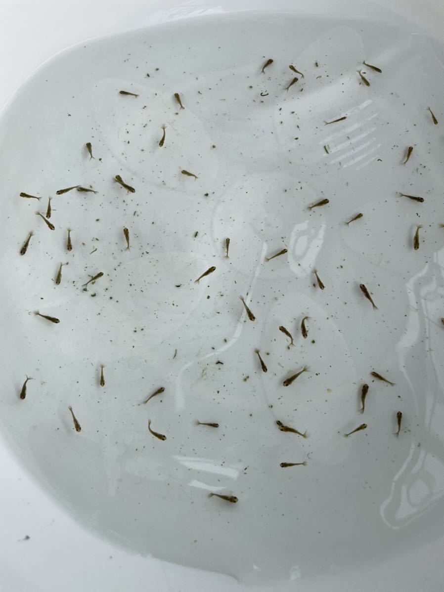 高頭丹頂 金魚 の 針子 稚魚 15匹 その他 売買されたオークション情報 Yahooの商品情報をアーカイブ公開 オークファン Aucfan Com 高頭丹頂 金魚 の 針子 稚魚 15匹 その他 売買されたオークション情報 Yahooの商品情報をアーカイブ公開 オークファン Aucfan Com