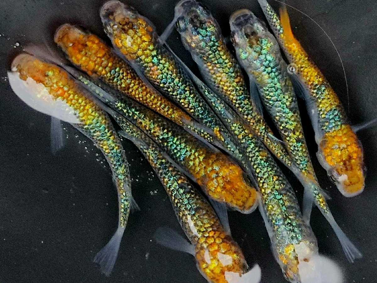 ◇丸玄◇ 黄金緑光 2ペア W5 ◇ めだか メダカ メダカの通販｜