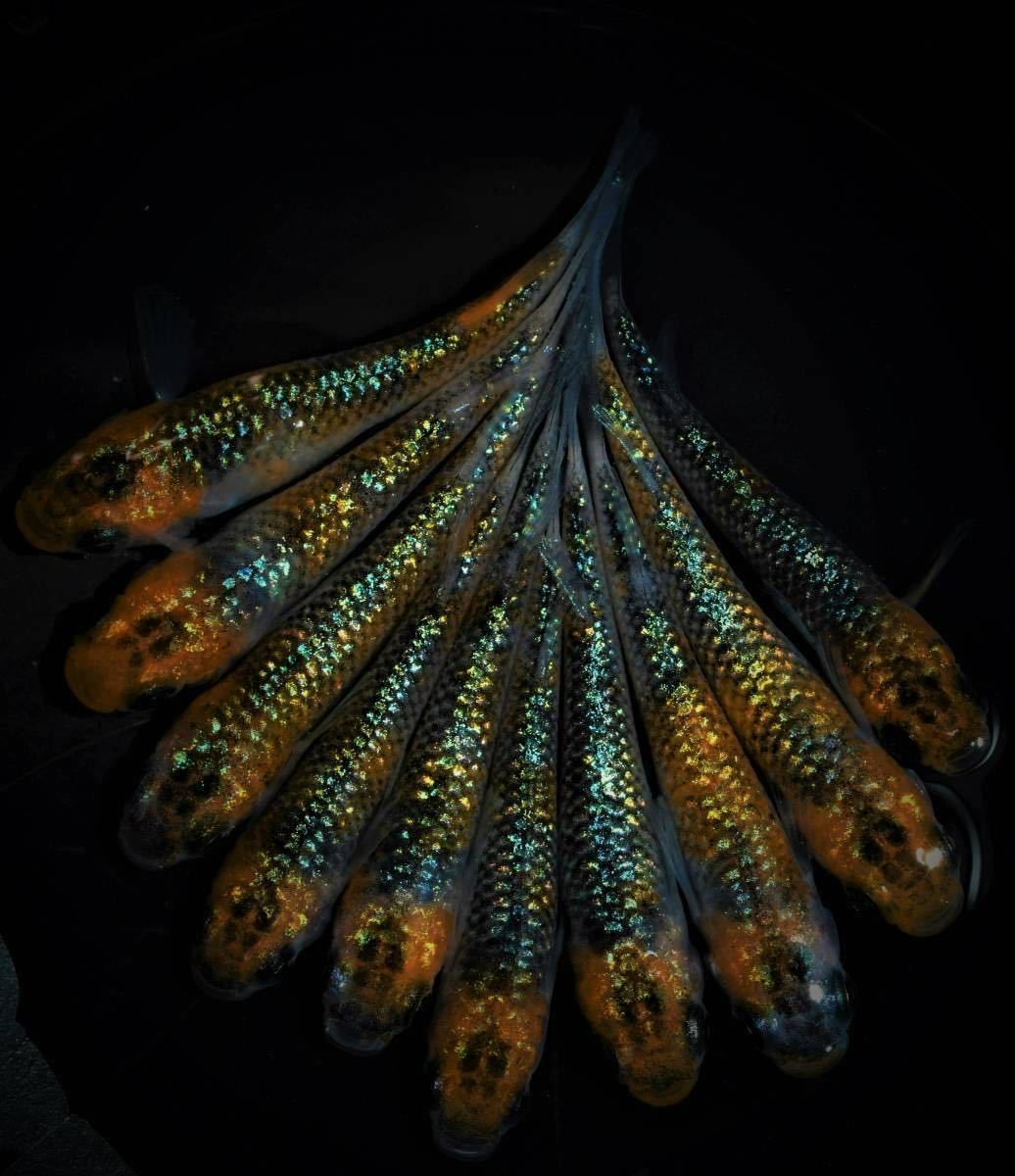 ユリシスめだか めだか湊養魚場 先週日曜日に開催された『第二回土浦 