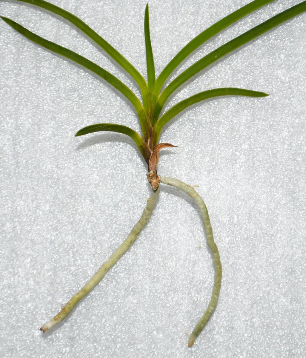 蘭遊園 富貴蘭 花纒 風蘭 春蘭 寒蘭 中国蘭 山野草 長生蘭 ラン ラン 売買されたオークション情報 Yahooの商品情報をアーカイブ公開 オークファン Aucfan Com