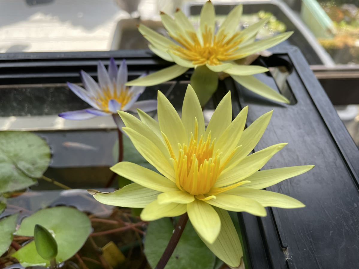 L10○新西洋料理大系 全5巻揃い la Cuisine Contemporaine監修編纂