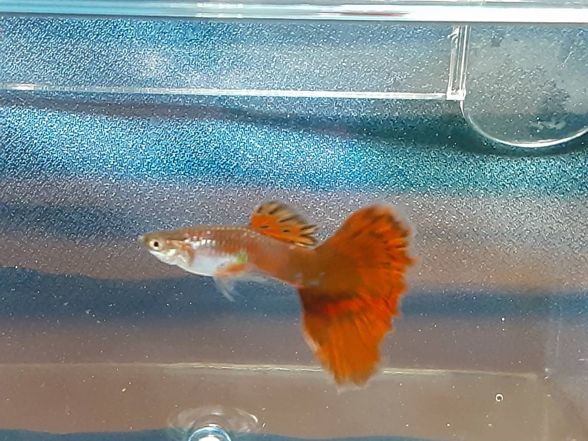 レッドモザイクグラス グッピーオスメス6匹 グッピー 売買されたオークション情報 Yahooの商品情報をアーカイブ公開 オークファン Aucfan Com