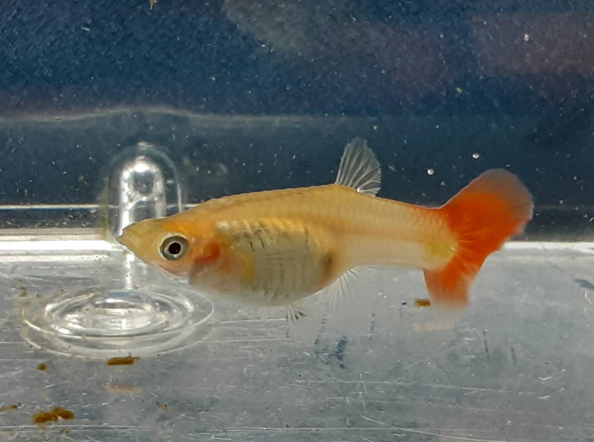 レッドモザイクグラス グッピーオスメス6匹 グッピー 売買されたオークション情報 Yahooの商品情報をアーカイブ公開 オークファン Aucfan Com