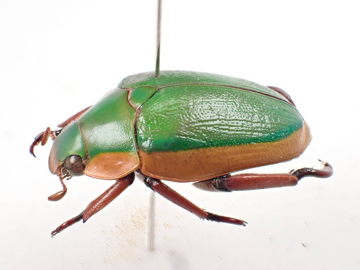 Christmas - Museum Australian The Beetles Beetle | 新生活