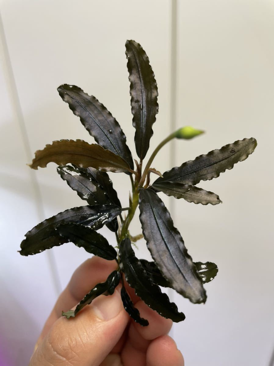 ブセファランドラ Bucephalandra sp. shine Gigantic Theia