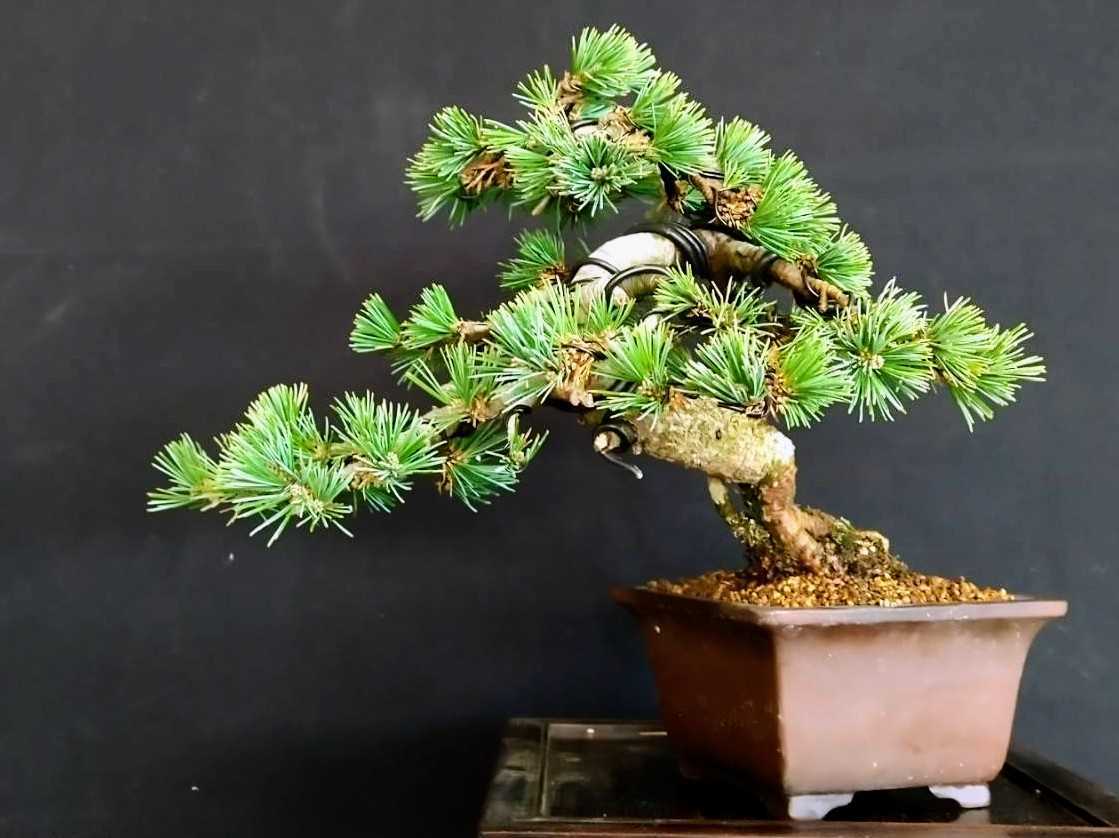 黒松 盆栽 根上がり 25cm 根上がり黒松 樹高13cm | 盆栽なん 黒松 盆栽 根上がり 25cm 根上がり黒松 樹高13cm | 盆栽なん