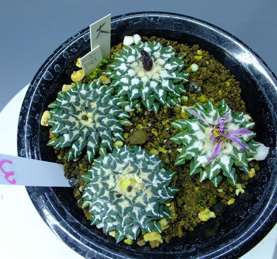 サボテン・多肉植物 3 姫牡丹 実生 花、園芸 観葉植物 【公式通販】