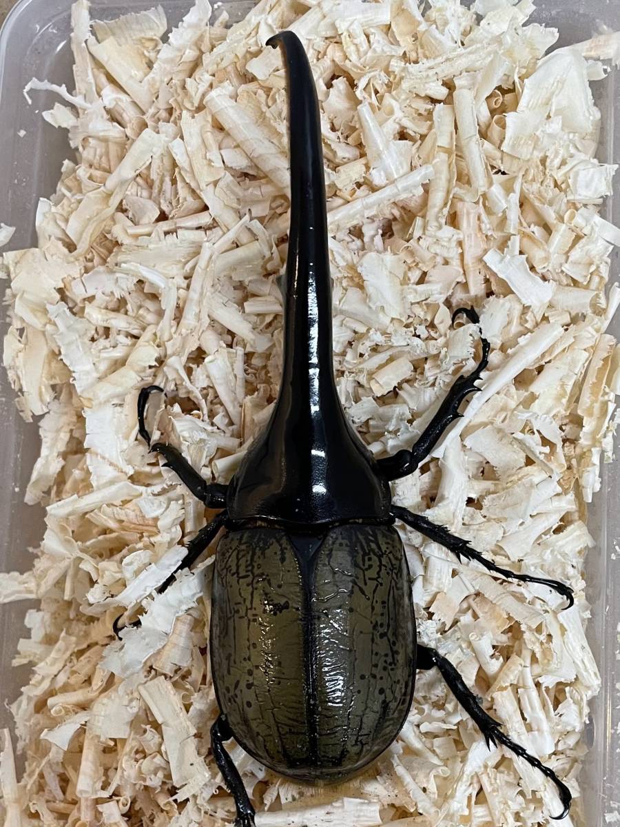 ヘラクレスオオカブト ペア 約145㎜