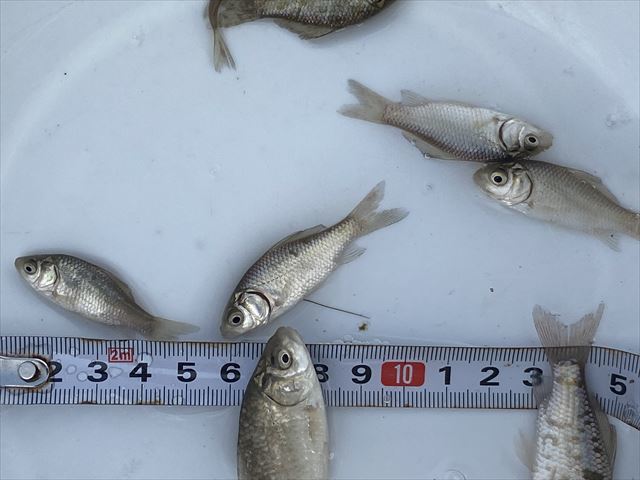 Pure日本淡水 フナ ５匹 Sサイズ 初心者 飼育簡単 おすすめ川魚 小鮒 若魚 おすすめ その他 売買されたオークション情報 Yahooの商品情報をアーカイブ公開 オークファン Aucfan Com