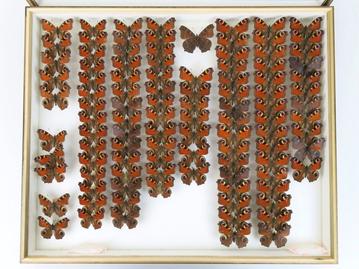 佐四R4684◇蝶 標本(4)『クジャクチョウ』国産(北海道日高⁄白川村⁄山梨 佐四R4684◇蝶 標本(4)『クジャクチョウ』国産(北海道日高⁄白川村⁄山梨