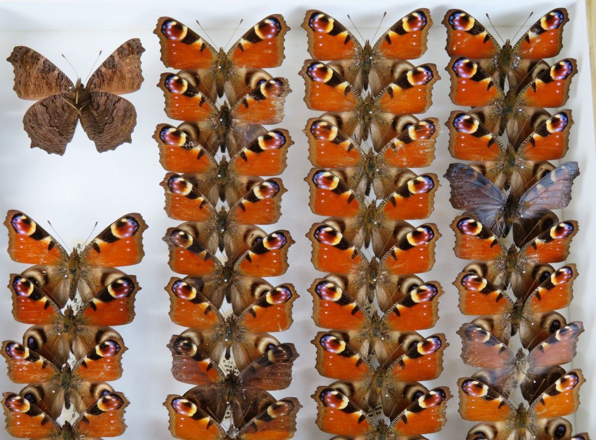 佐四R4684◇蝶 標本(4)『クジャクチョウ』国産(北海道日高⁄白川村⁄山梨