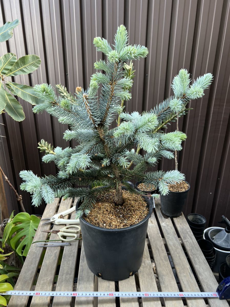 ピセア プンゲンス ホプシー コロラドトウヒ アメリカハリモミ ブルースプルース 針葉樹 マツ科トウヒ属 庭木 植木 ガーデニング 観葉植物 売買されたオークション情報 Yahooの商品情報をアーカイブ公開 オークファン Aucfan Com