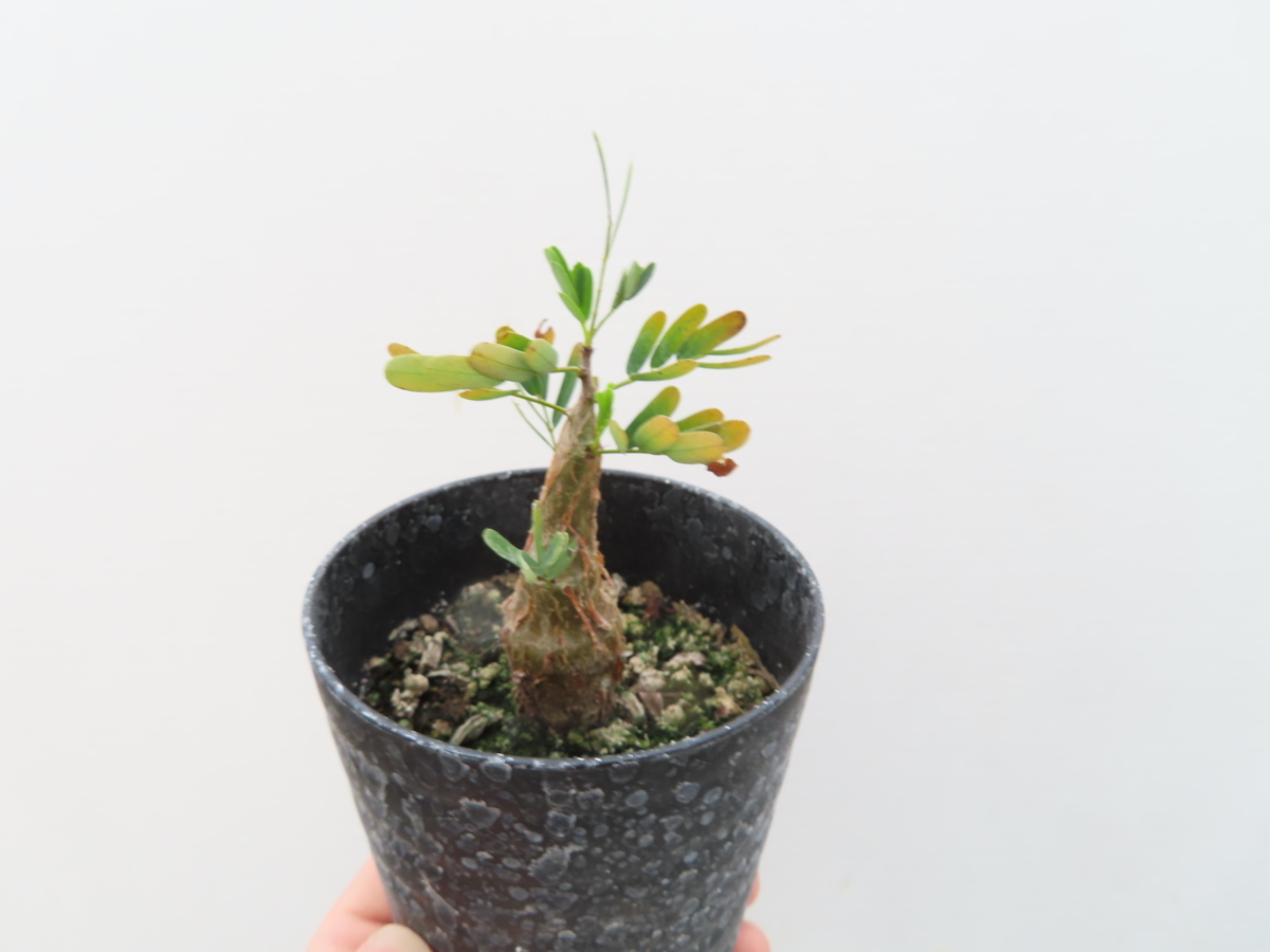センナ メリディオナリス meridionalis Senna 実生苗｜自然味あふれる 