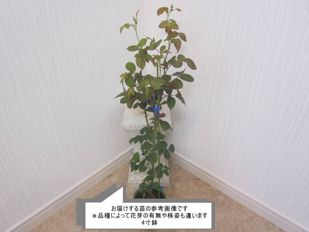 ノスタルジー 新苗 甘い香り 覆輪が可愛いバラ 四季咲き バラ 売買されたオークション情報 Yahooの商品情報をアーカイブ公開 オークファン Aucfan Com