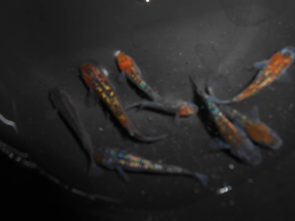 激安大特価，低価 日乃本メダカ 質問者専用ユリシス稚魚2㎝前後 20匹4000円(めだか)｜売買されたオークション情報、yahooの商品情報をアーカイブ公開 - オークファン めだか